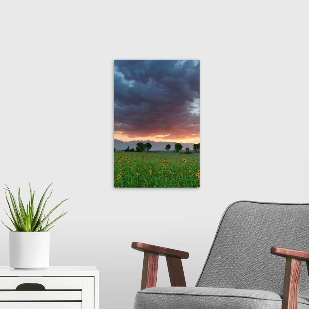 A modern room featuring USA, California, Sierra Nevada Mountains. Sunflowers in Owens Valley at sunset.
