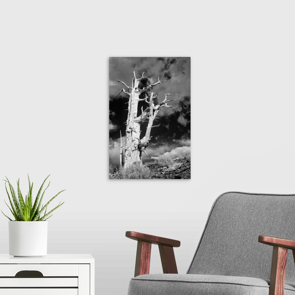 A modern room featuring USA, California, White Mountains. Bristlecone pine tree in black and white.