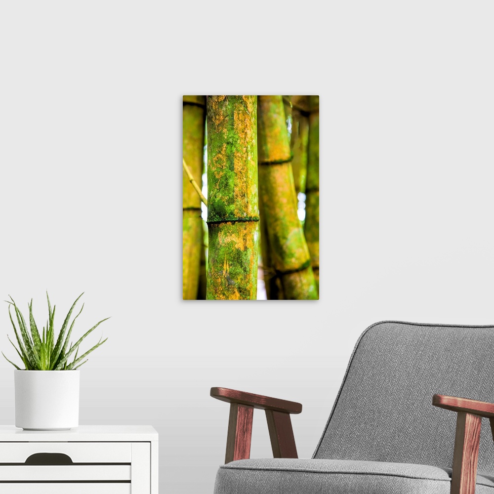 A modern room featuring USA, Hawaii, Oahu, Close up of Bamboo stocks