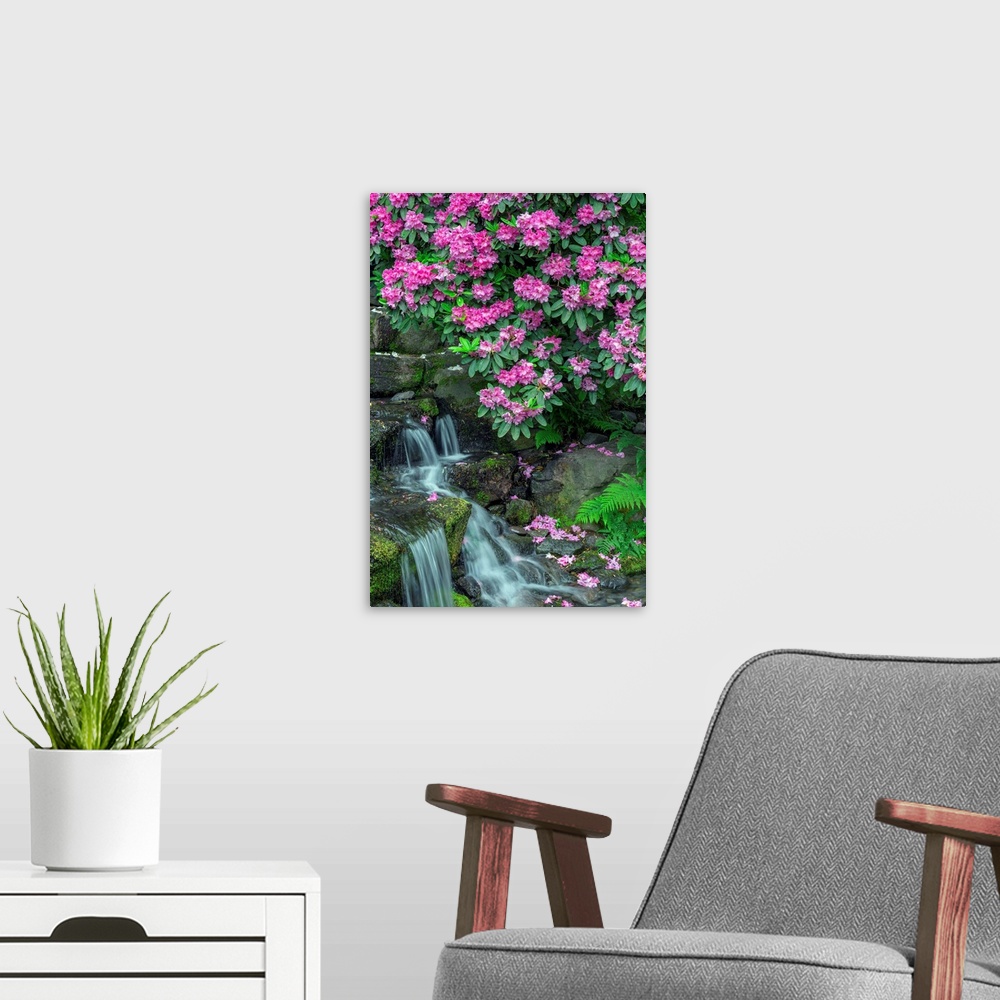 A modern room featuring USA, Oregon, Portland, Crystal Springs Rhododendron Garden, Rhododendron blooms alongside waterfa...