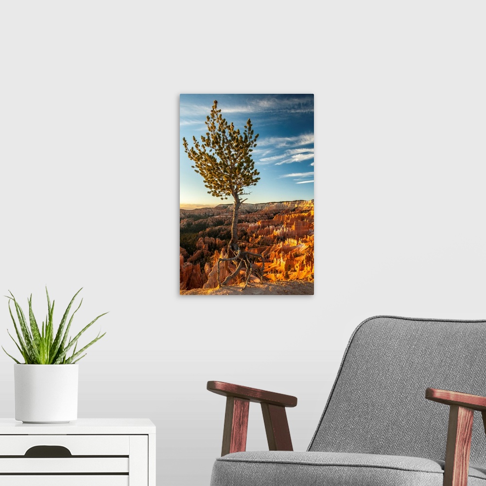 A modern room featuring USA, Utah, Bryce Canyon National Park. Sunrise on ponderosa pine and canyon.