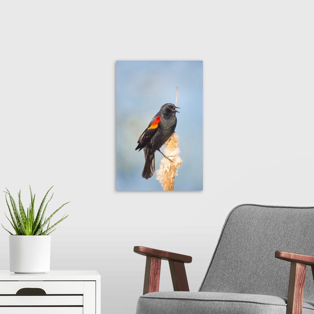A modern room featuring USA. Washington State. Adult male Red-winged Blackbird (Agelaius phoeniceus) sings from a cattail...
