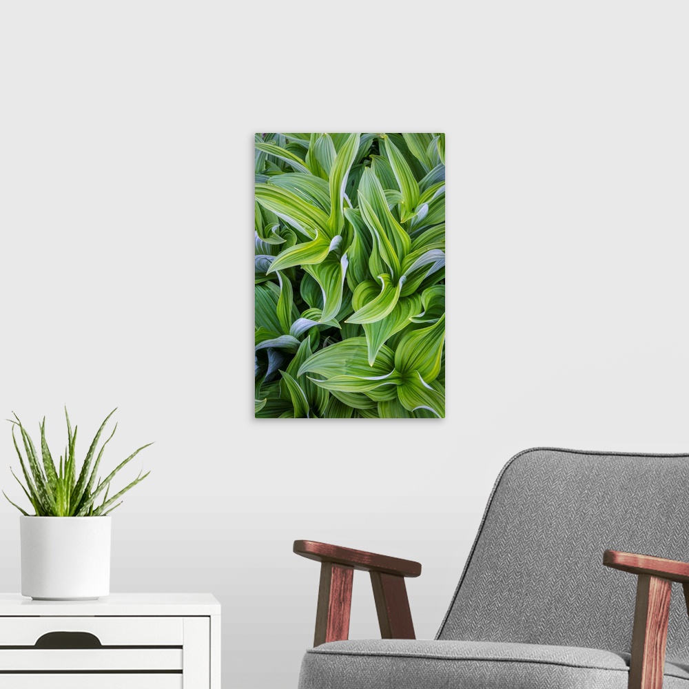 A modern room featuring USA. Washington State. False Hellebore (Veratrum viride) leaves form a swirling pattern in the Ca...