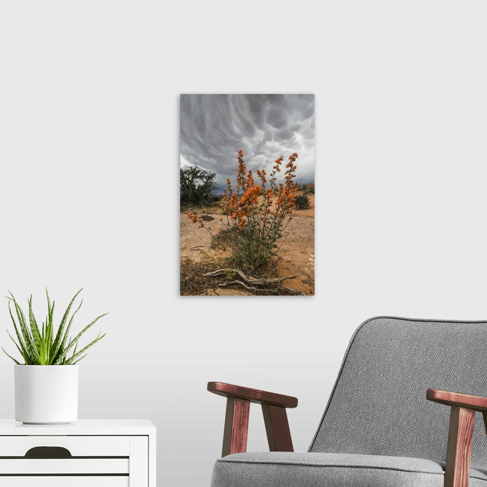 A modern room featuring North America, USA, Utah, Arches National Park.  Desert Globemallow (Sphaeralcea ambigua) and app...