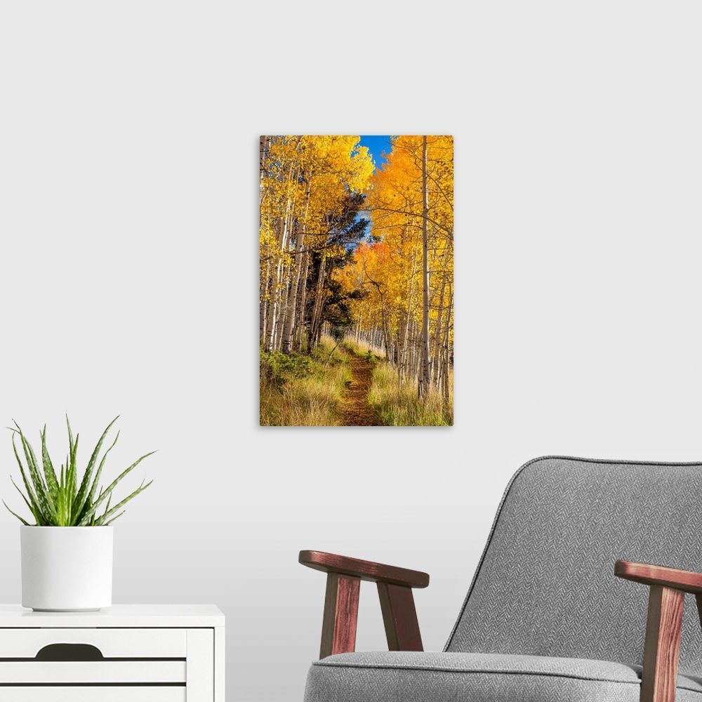 A modern room featuring USA, Utah, Fishlake National Forest. Trail in aspen trees.