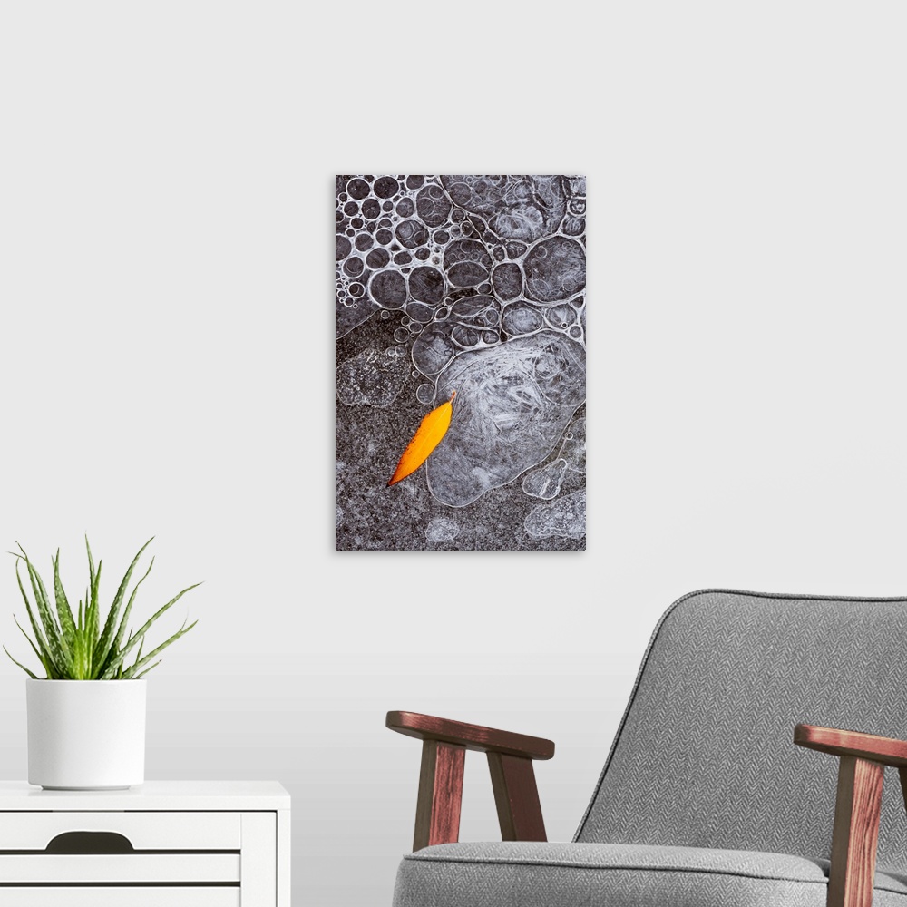 A modern room featuring North America, USA, Utah, Mill Creek, Abstract nature.  Abstract design of leaf frozen into ice b...