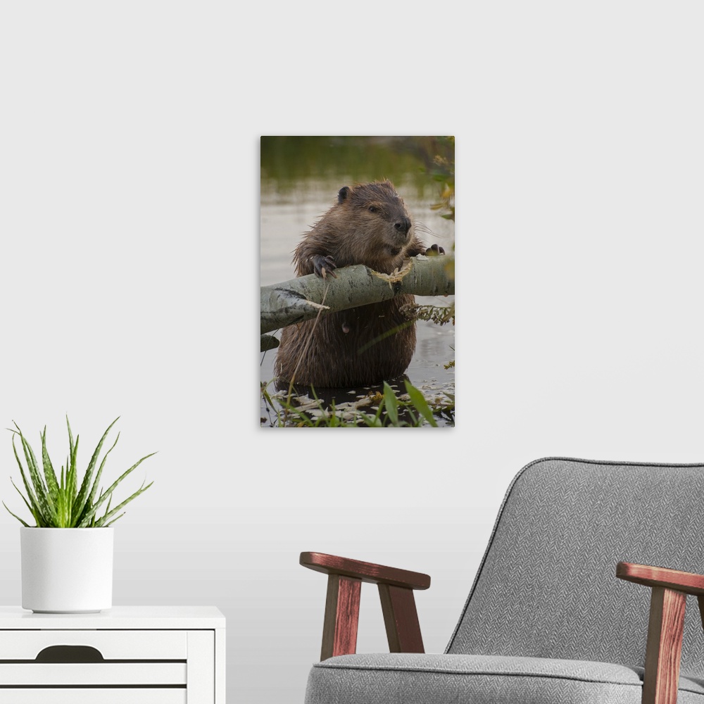 A modern room featuring North America, USA, Wyoming, Grand Teton National Park. North American Beaver (Castor canadensis)...
