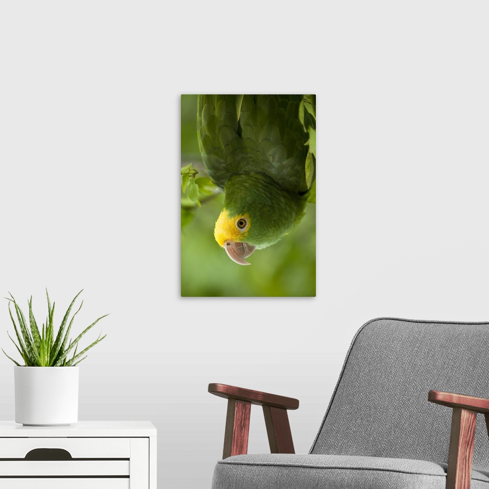 A modern room featuring Yellow-headed Amazon Parrot (Amazona oratrix), Belize, Central America. Found in Riparian forest ...