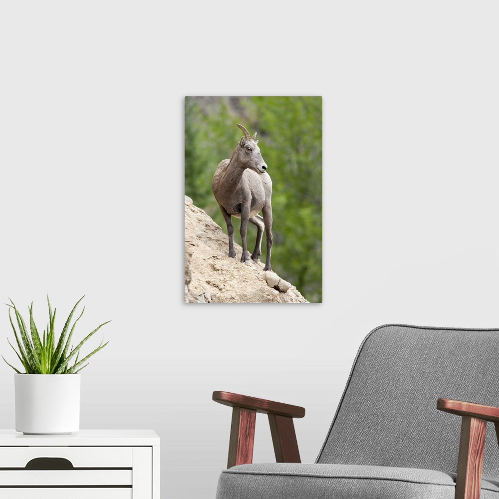 A modern room featuring Yellowstone National Park, female bighorn sheep looking down from a steep perch.