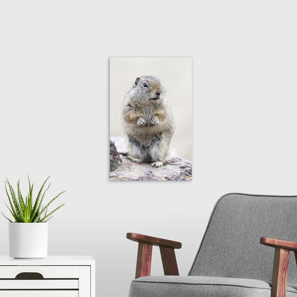 A modern room featuring Yellowstone National Park, Richardson's ground squirrel.