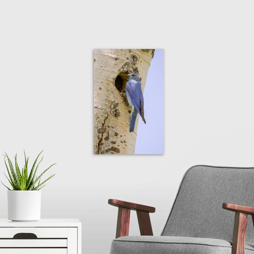 A modern room featuring Yellowstone National Park, Wyoming, USA. Male mountain bluebird perched by its nesting hole on a ...