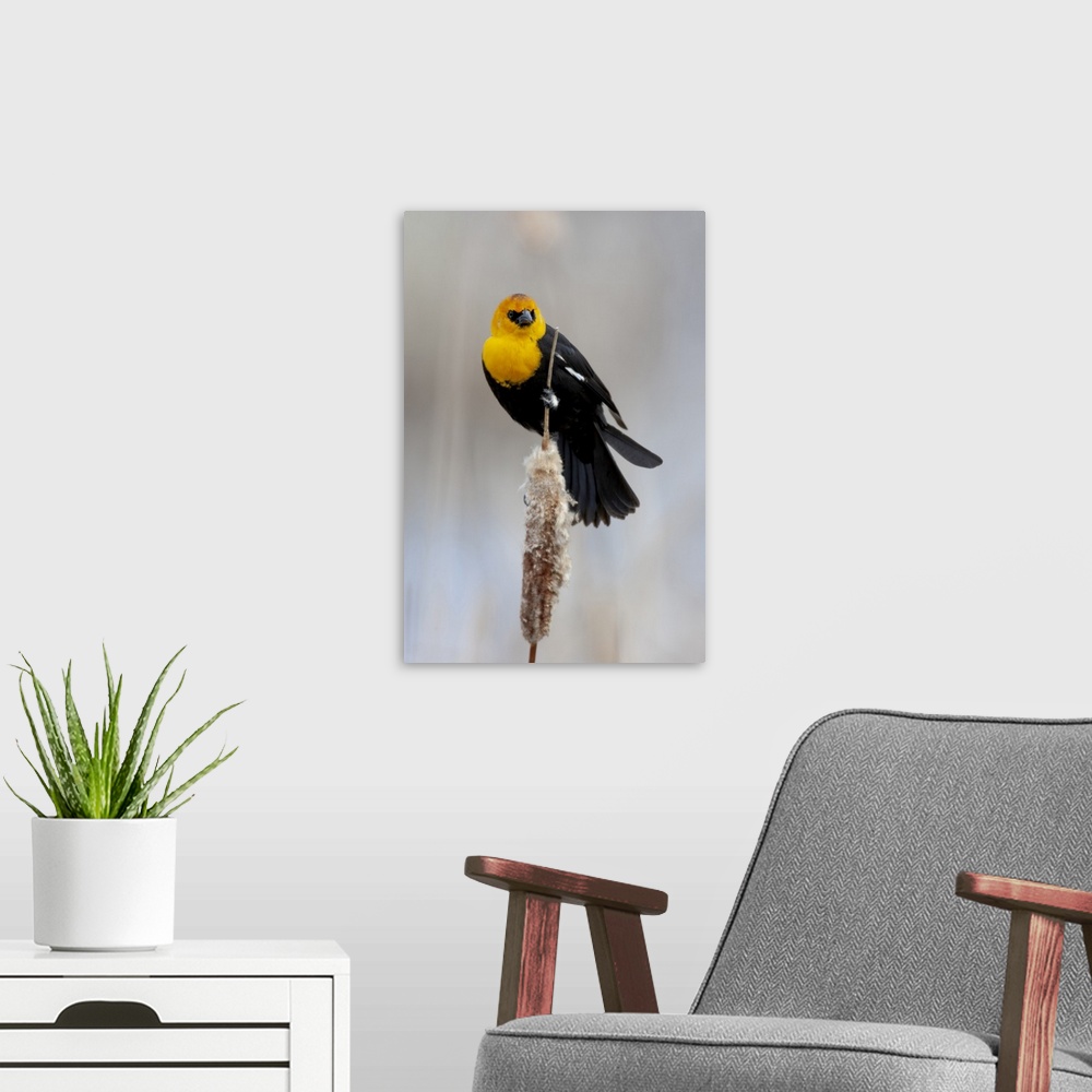 A modern room featuring Yellowstone National Park, yellow-headed blackbird perched on a reed.