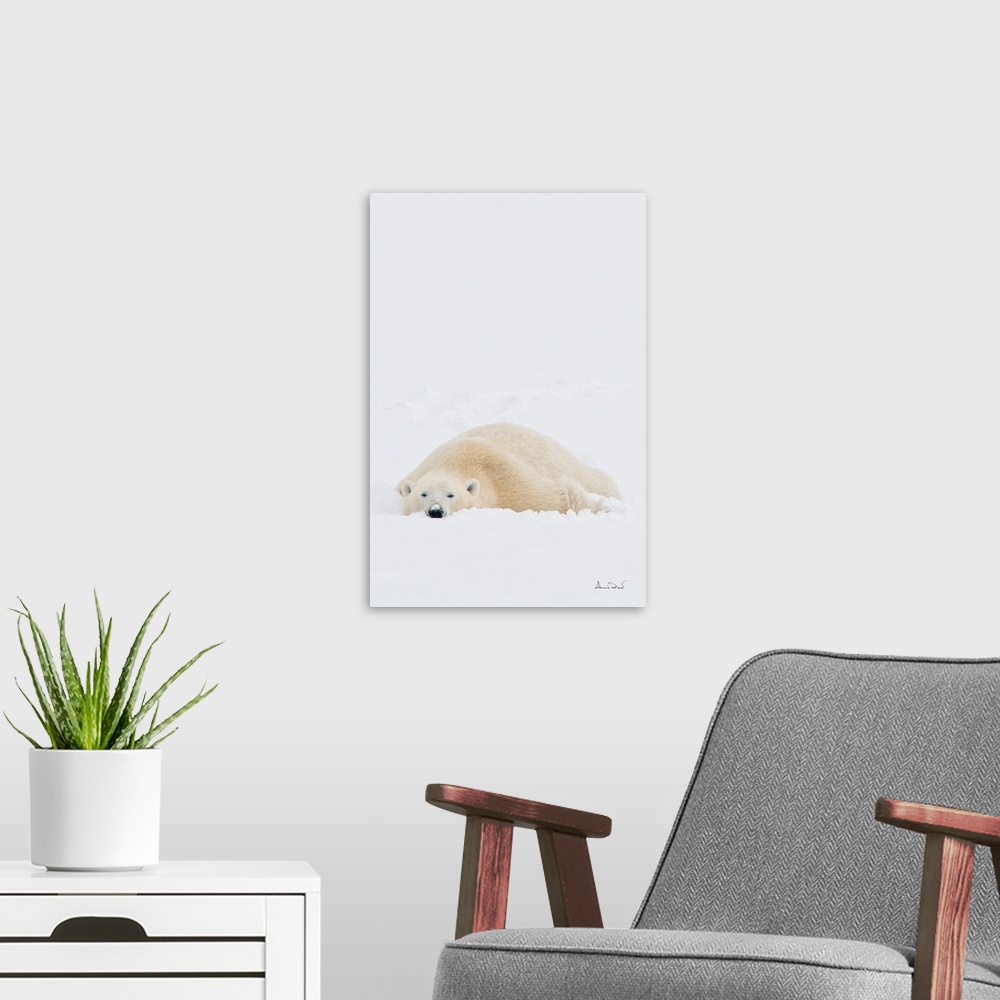 A modern room featuring Polar bear on Hudson Bay coast in Manitoba, Canada, stretching out and getting comfortable in the...
