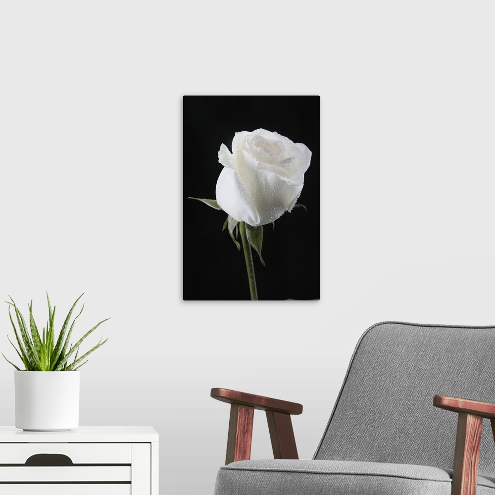 A modern room featuring White rose in dark blue light on a black background.