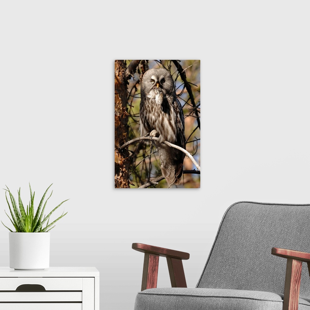 A modern room featuring Finland, Lappi, Scandinavia, Kuusamo, a Great grey owl with a small mouse in its beak