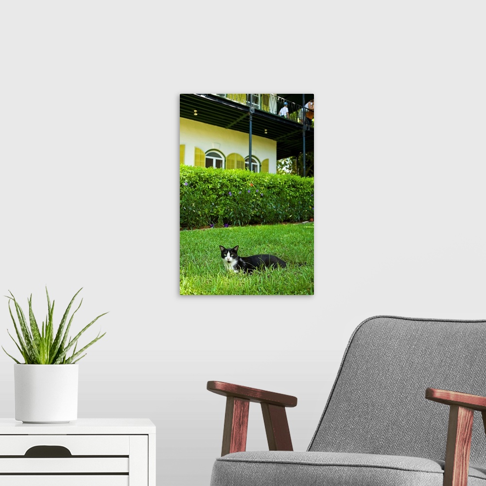 A modern room featuring Florida, Key West, Hemingway House, cat lying on lawn