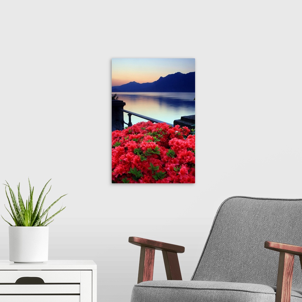 A modern room featuring Italy, Piedmont, Lake Maggiore, Verbania, dawn, Azalea flowering on the lakefront