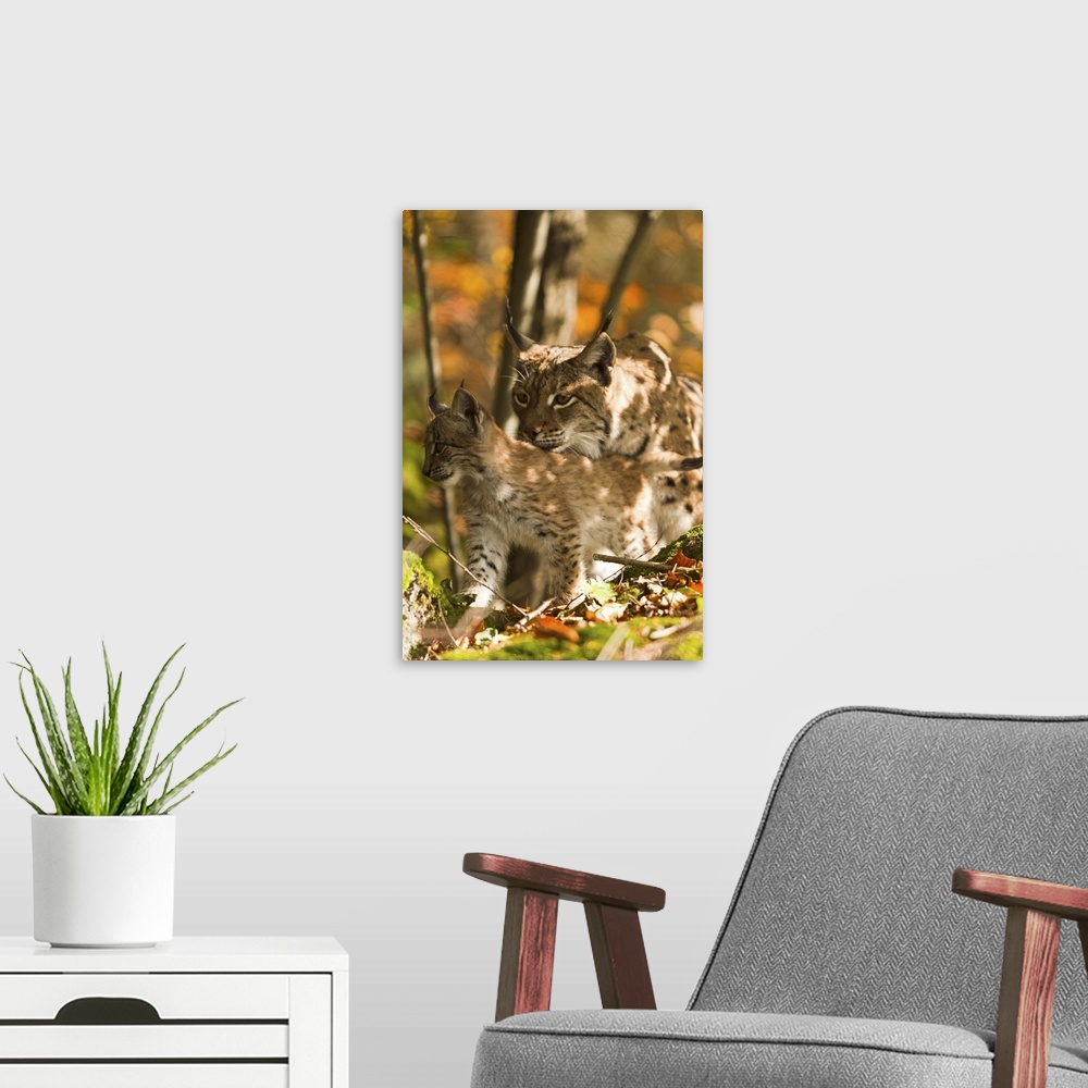A modern room featuring Italy, Prealpi Giulie Regional Park, Udine district, Wild linx mother with cub