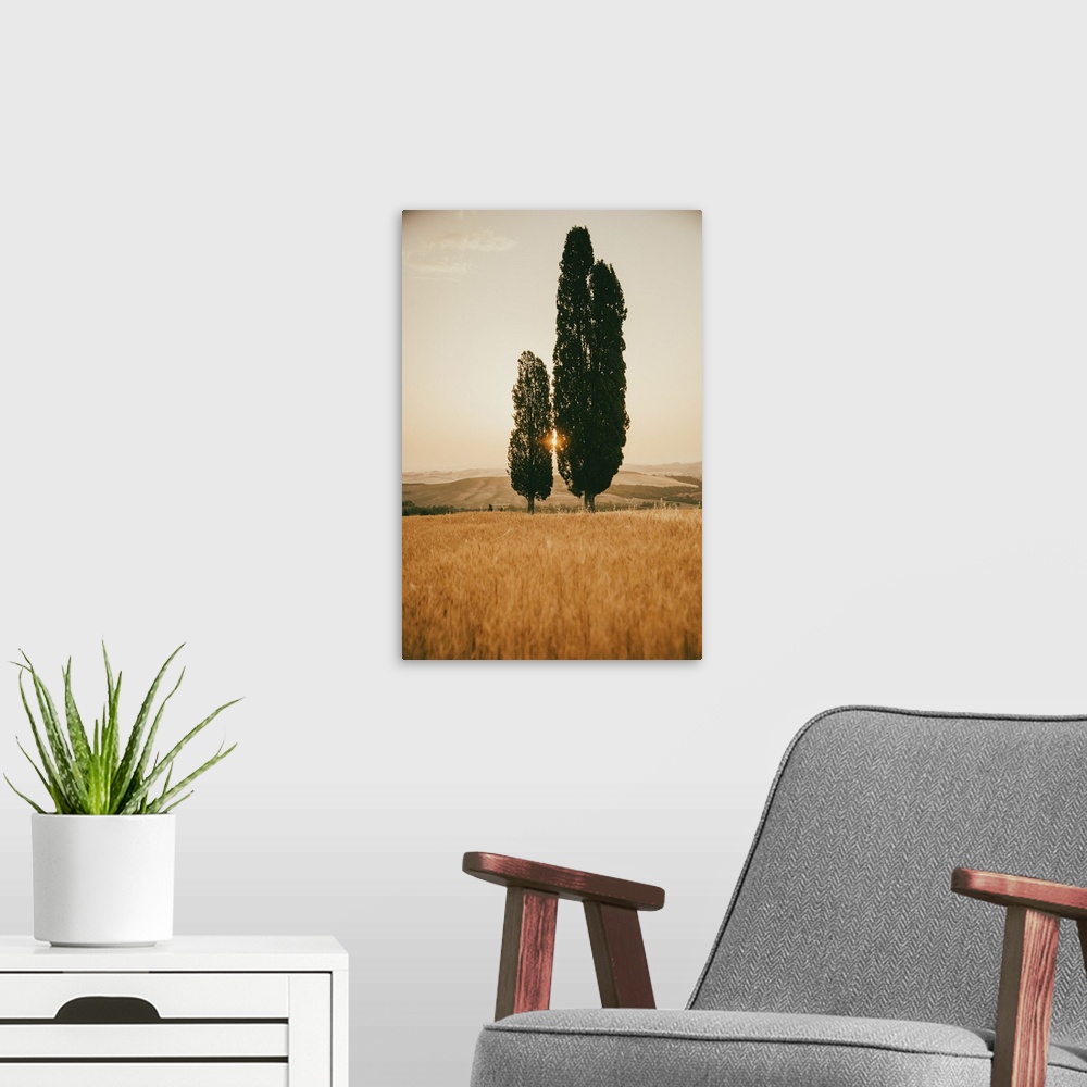 A modern room featuring Italy, Tuscany, Siena district, Orcia Valley, Typical Tuscan landscape with cypresses.