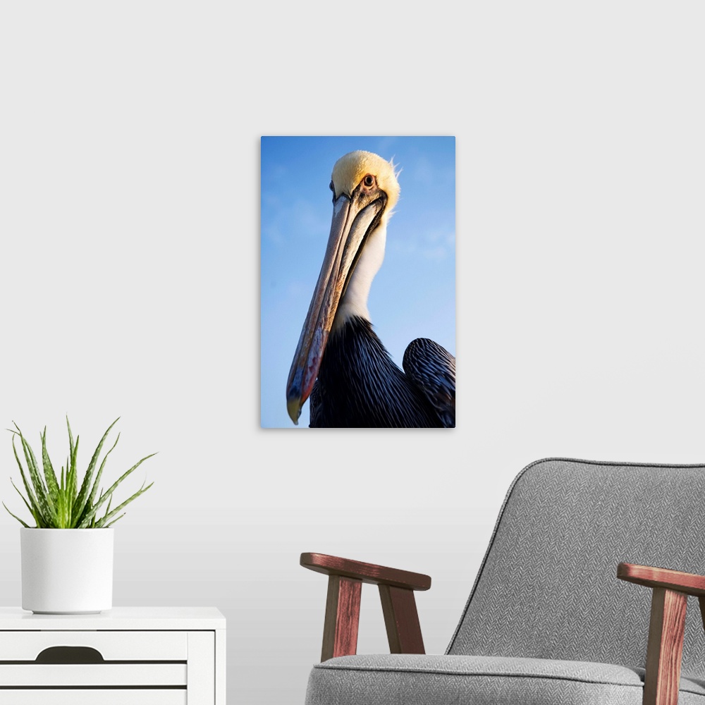 A modern room featuring Pelican