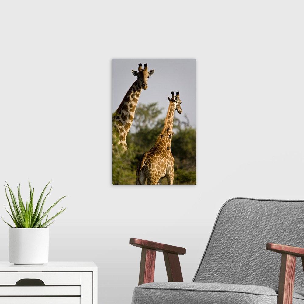 A modern room featuring South Africa, Madikwe game reserve, two giraffes