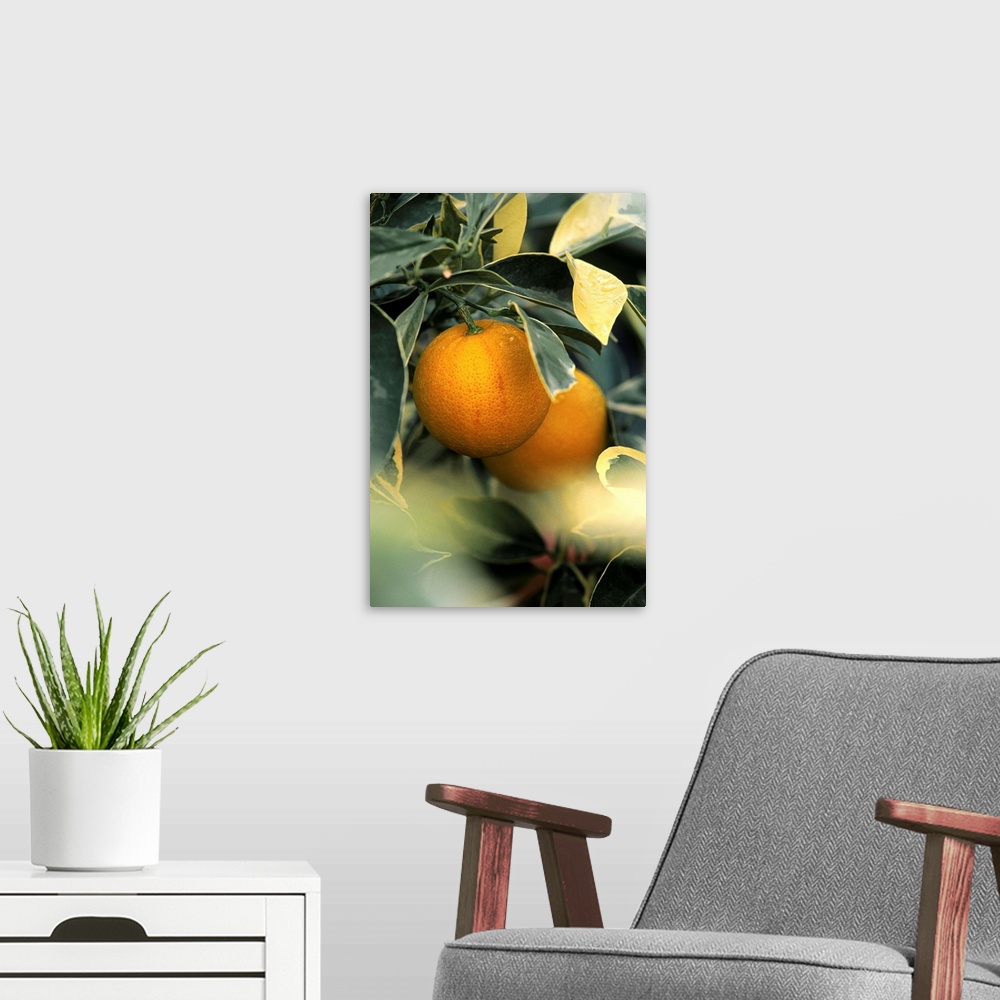 A modern room featuring Sweet orange (Citrus sinensis foliis variegatis)