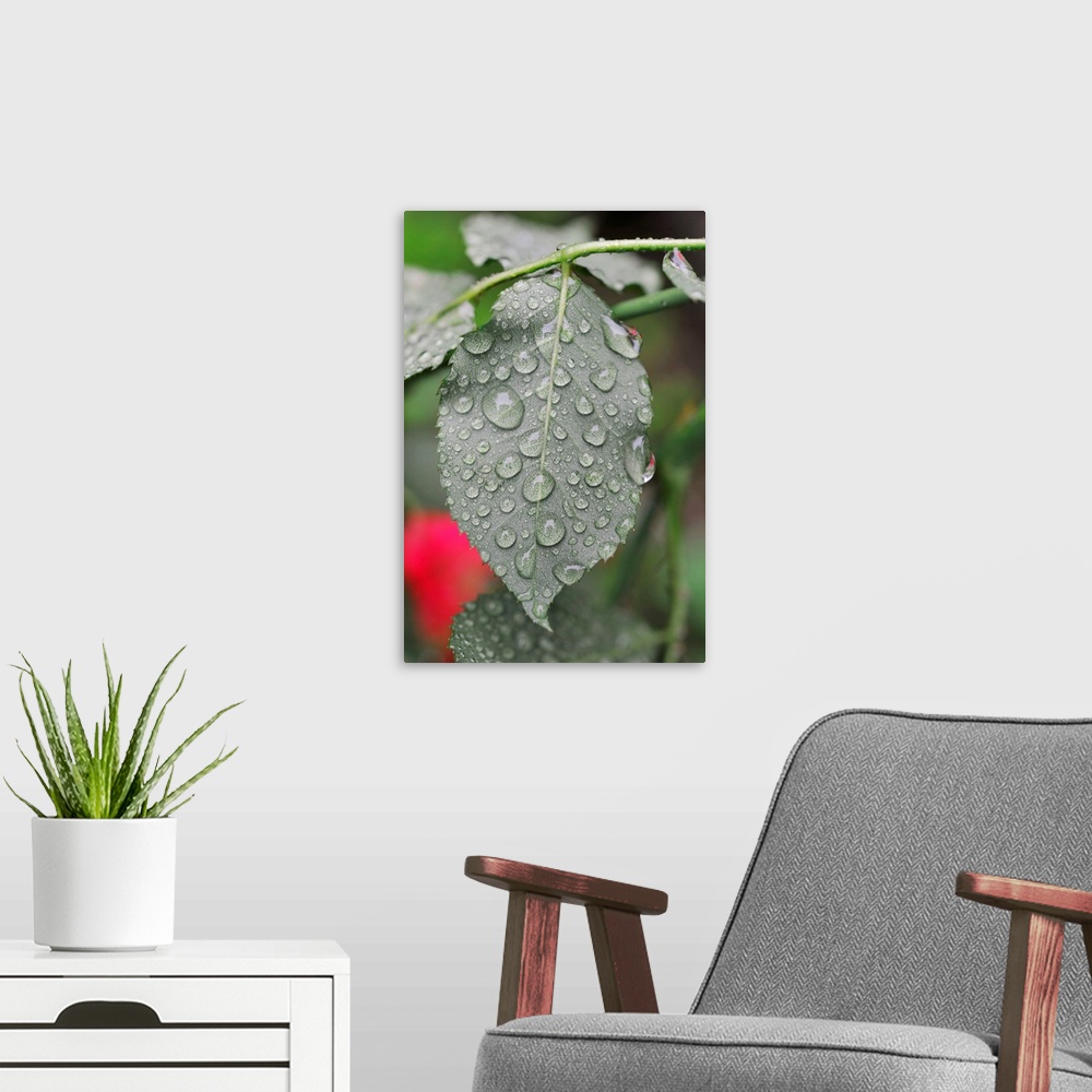 A modern room featuring Leaf Of Rose With Raindrops
