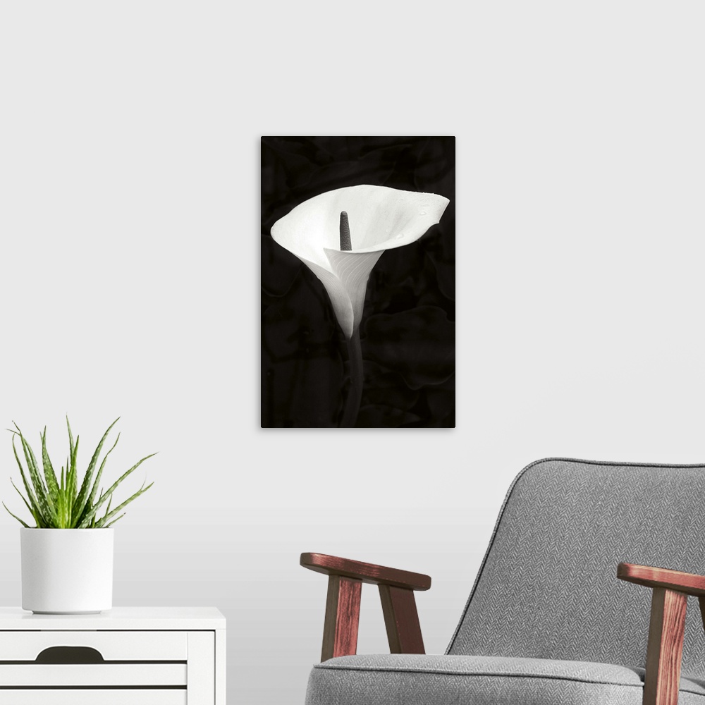 A modern room featuring Calla Lily Perfection III