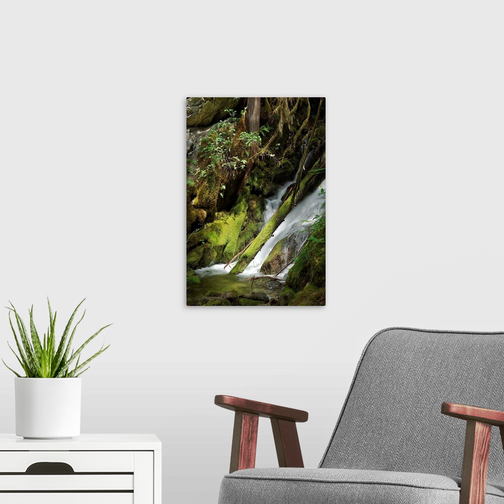 A modern room featuring Waterfall with mossy rocks in a shady forest in the Cascades.