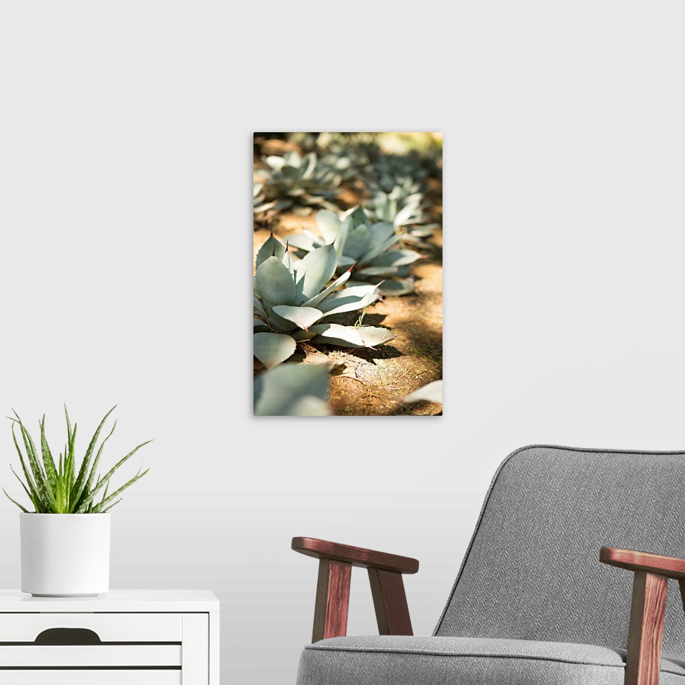 A modern room featuring Shallow depth of field photograph of succulents plants in the ground in rows.