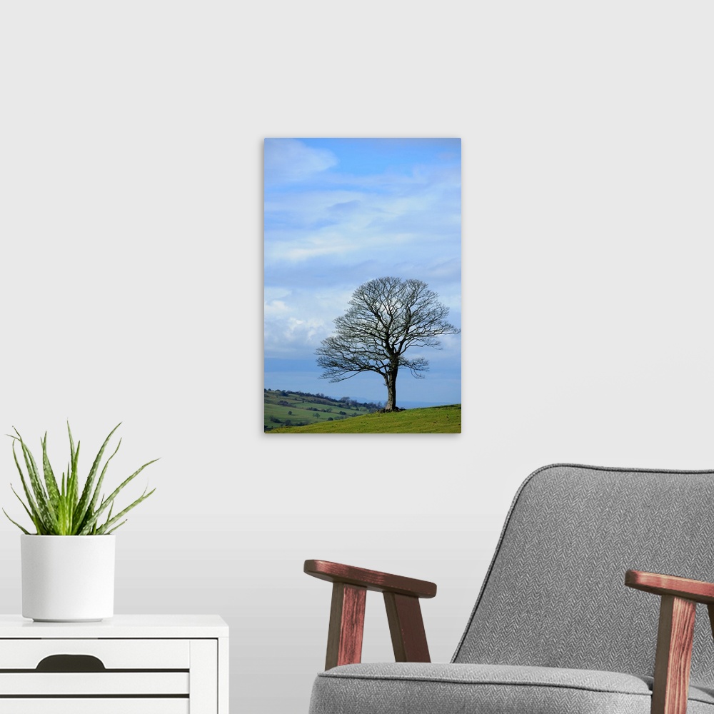 A modern room featuring A bare lone tree in The Roaches, Peak District National Park, England, UK.