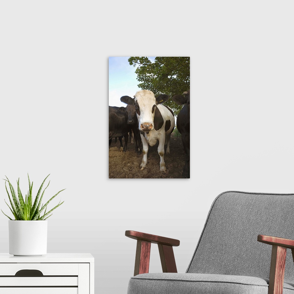 A modern room featuring A herd of cattle