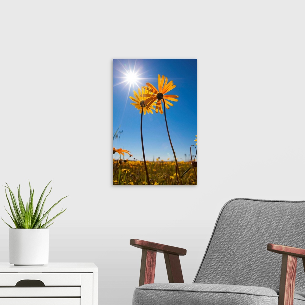 A modern room featuring A low angle view of two yellow Arctotheca spp flowers, which are standing out above the rest of t...