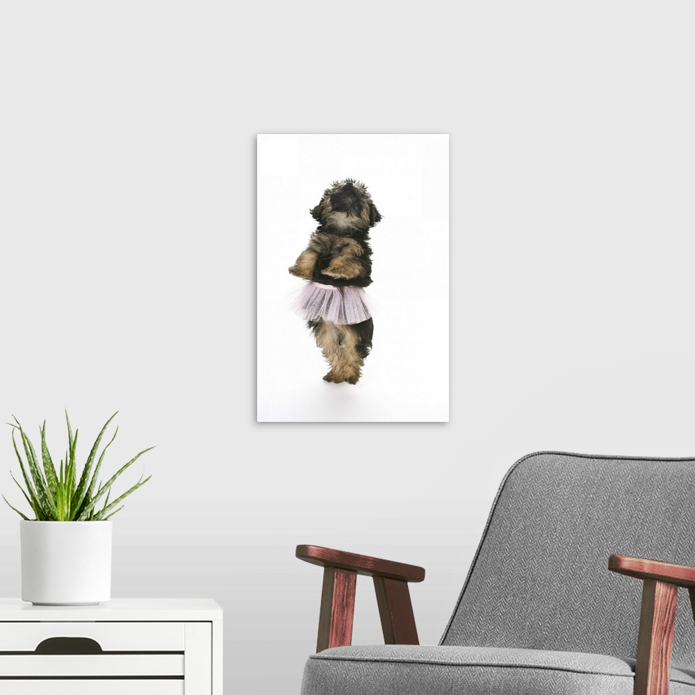 A modern room featuring A Yorkie-poo puppy in a tutu on her hind legs.