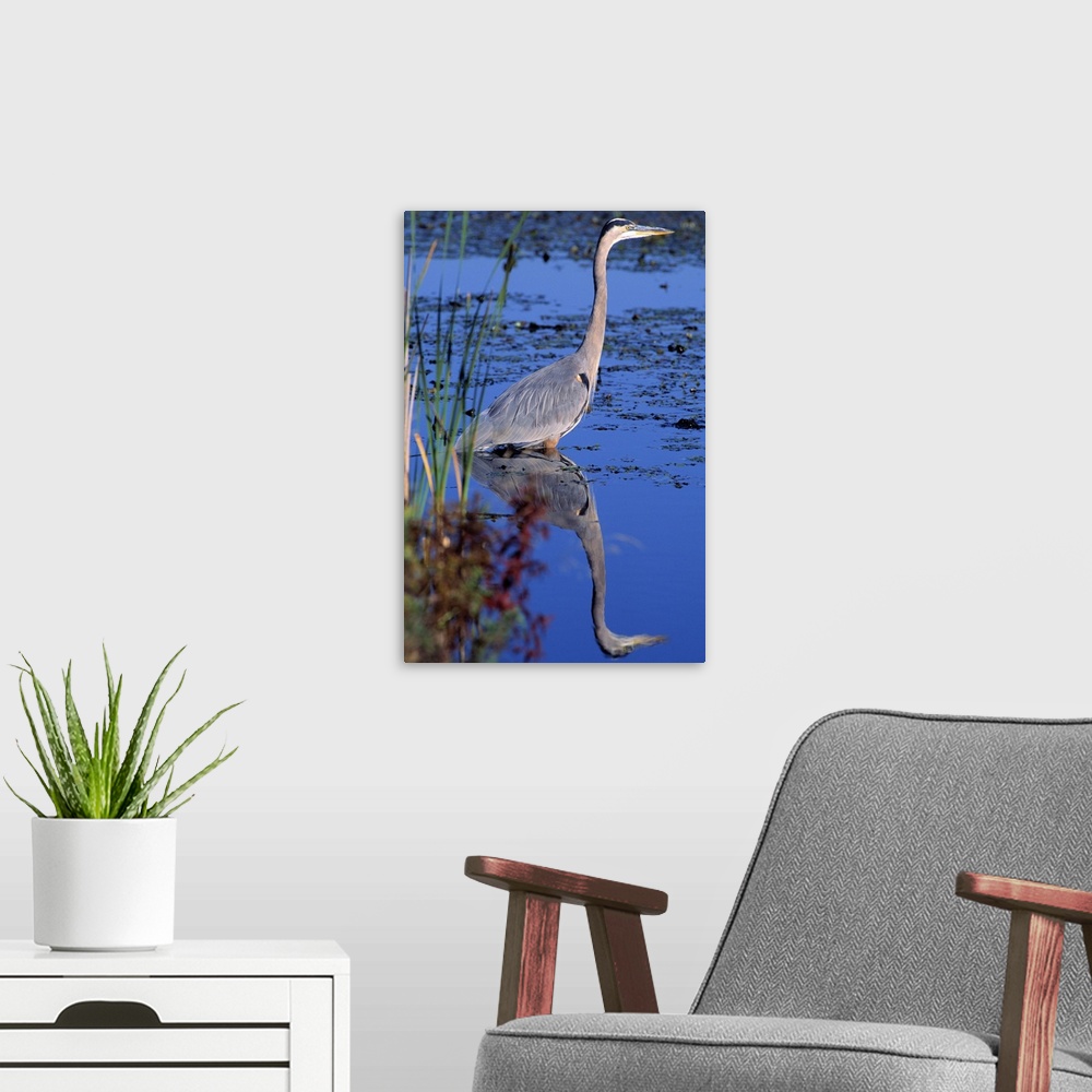 A modern room featuring Adult great blue heron