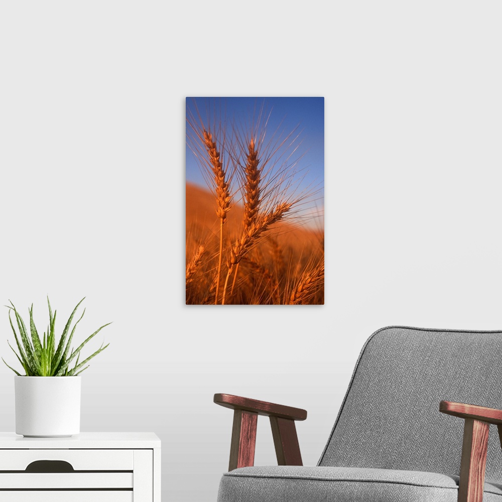 A modern room featuring close-up of three wheat grains