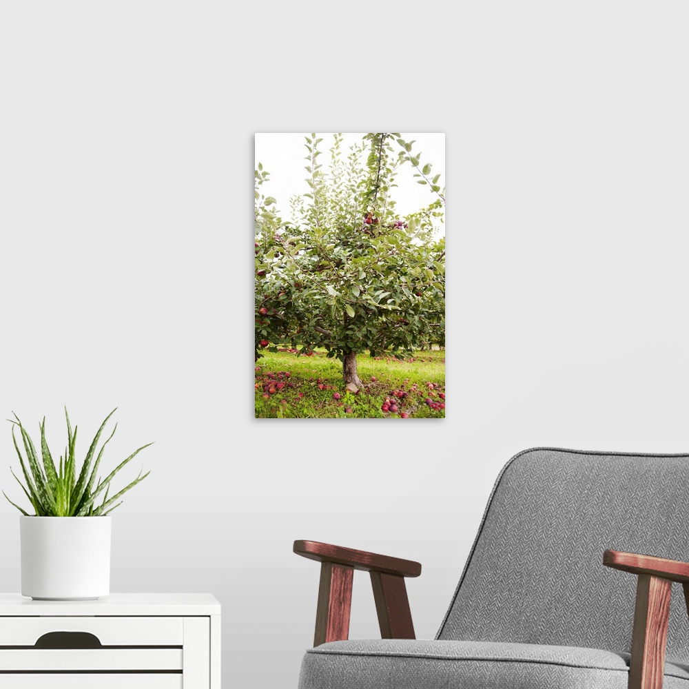 A modern room featuring Apple tree with fallen fruit