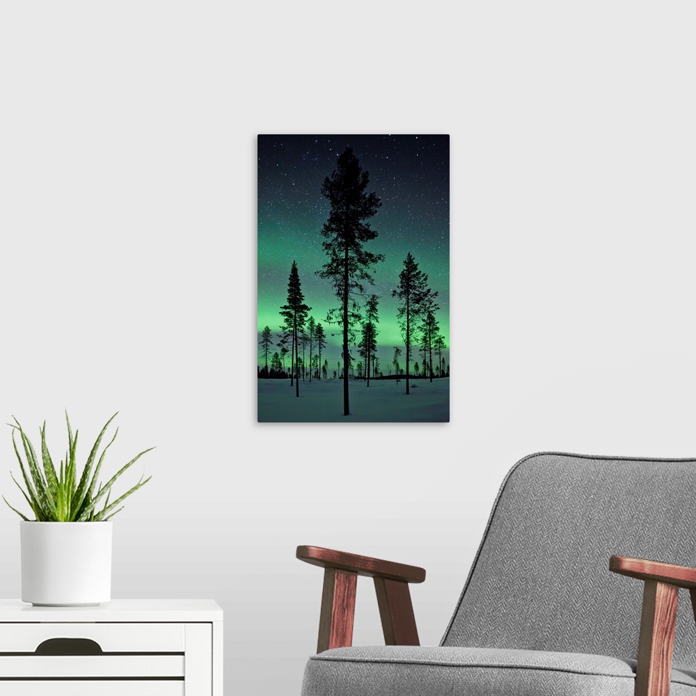 A modern room featuring Amazing northern lights display over pine trees in night skies over Kiruna, Sweden