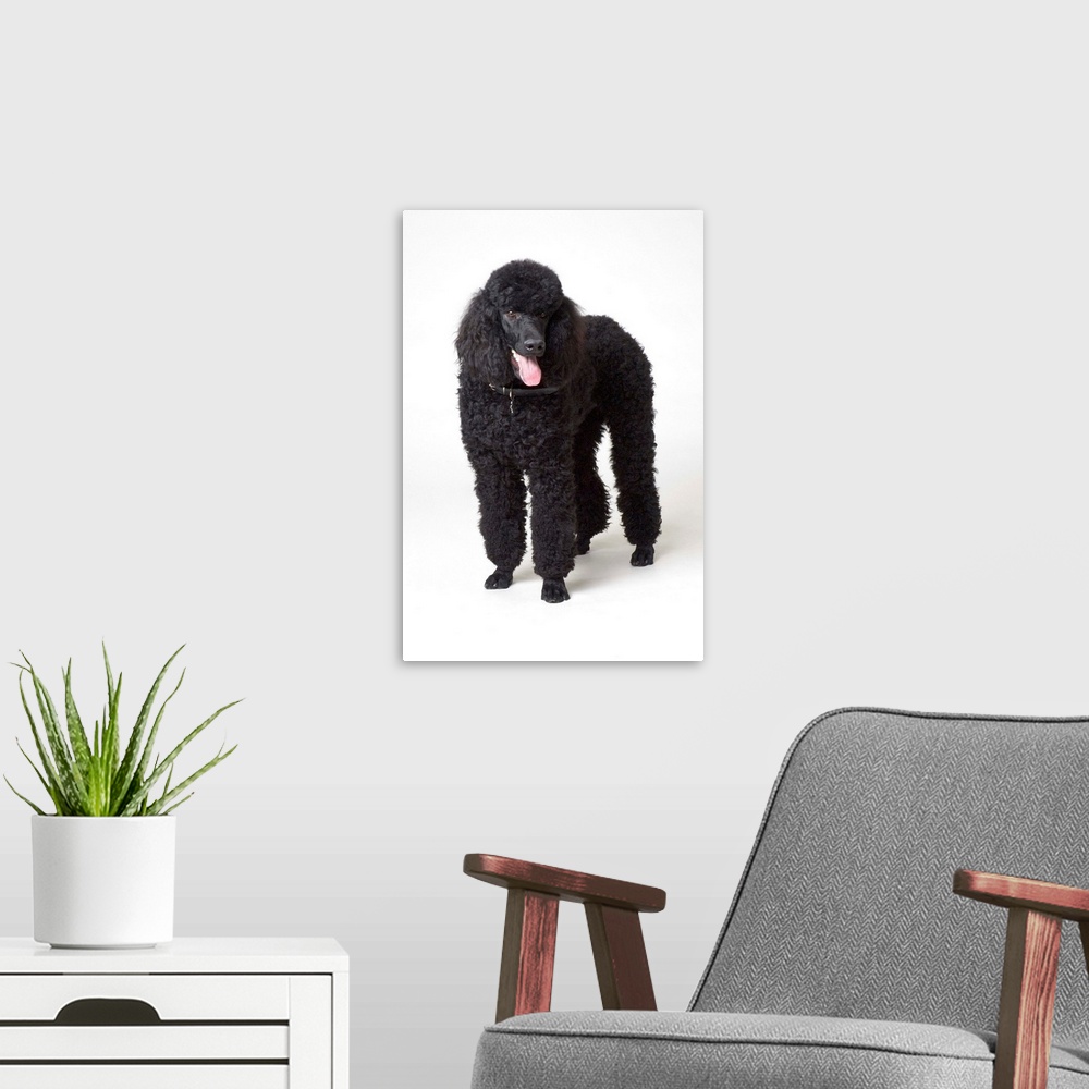 A modern room featuring Black poodle
