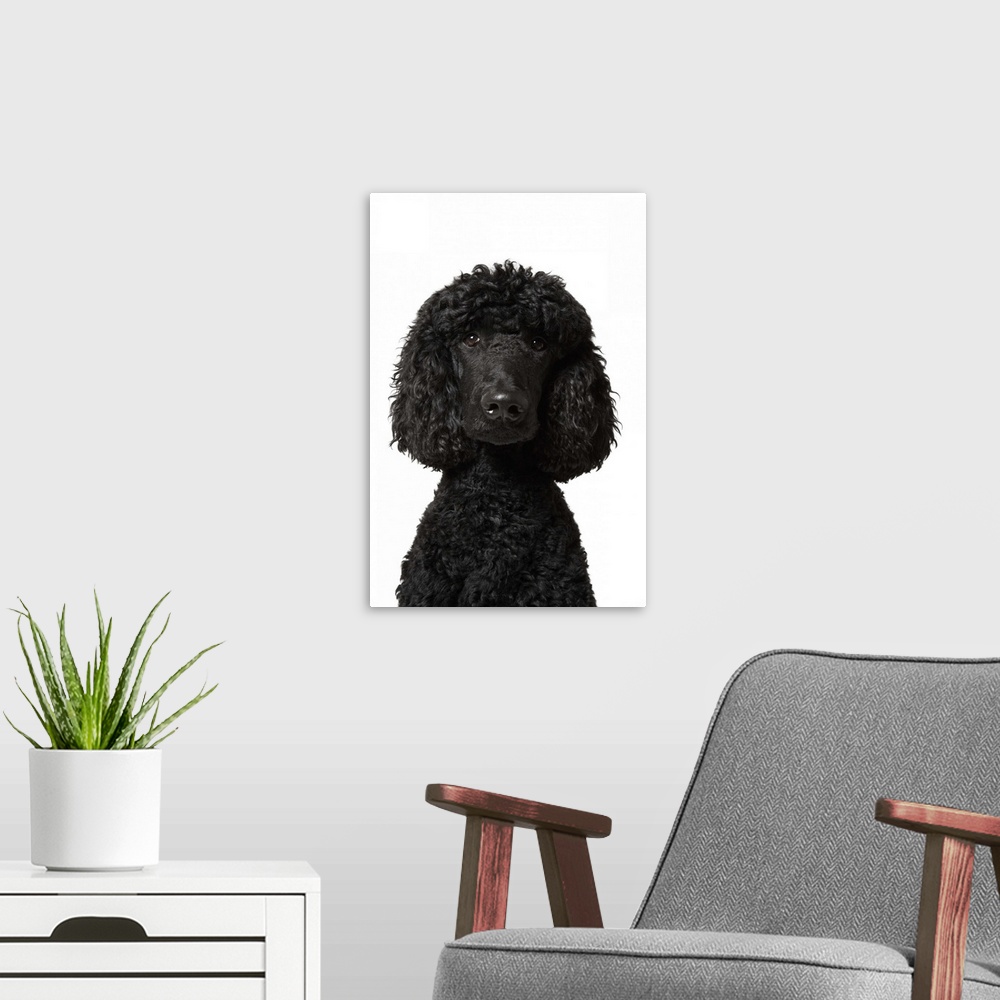 A modern room featuring Black Standard Poodle on white background.