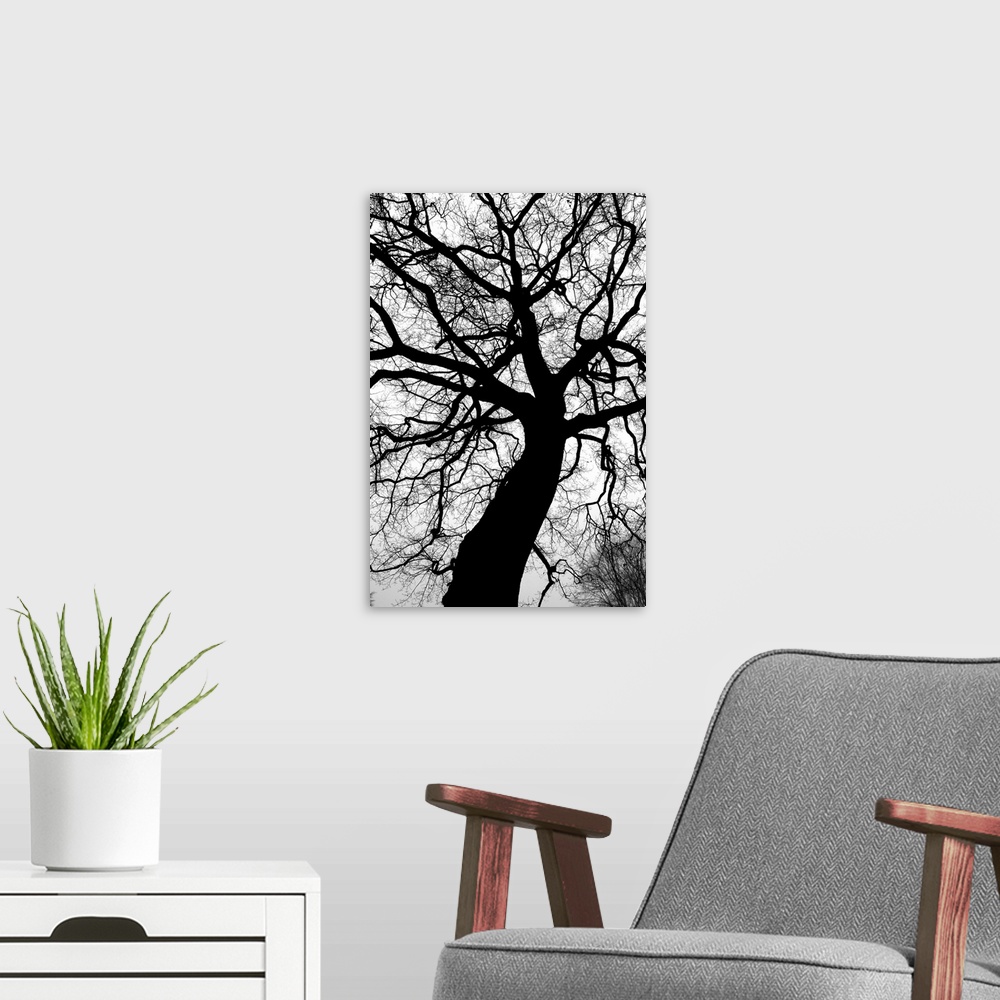 A modern room featuring Black tree I
