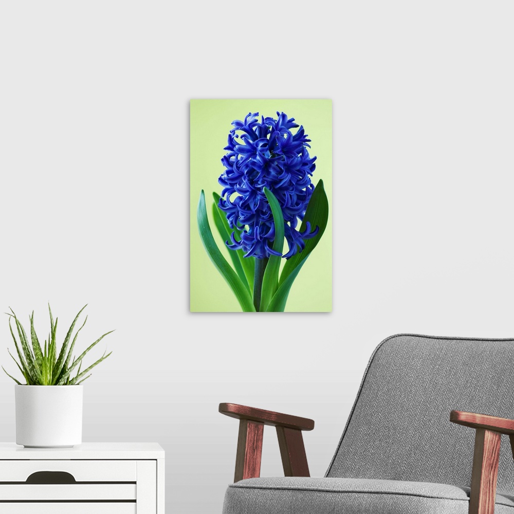 A modern room featuring Blue Star Hyacinth