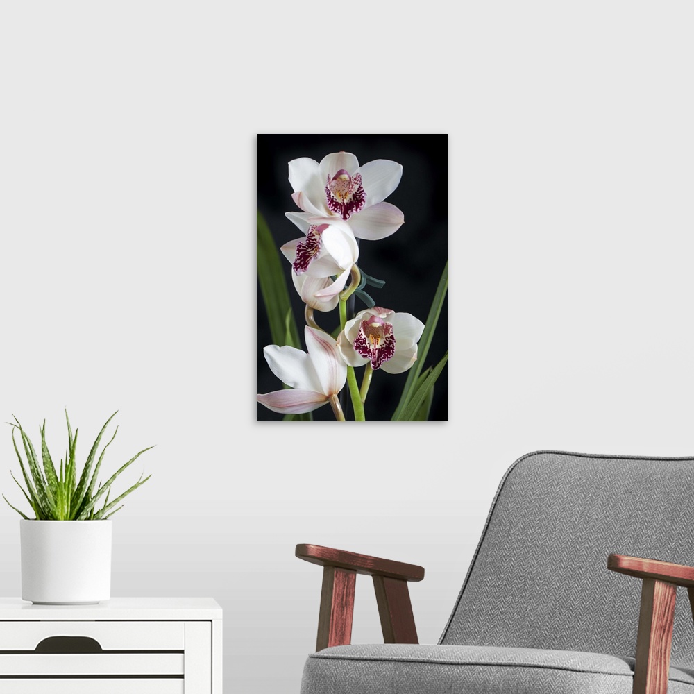 A modern room featuring Cream color cymbidium orchids on dark background