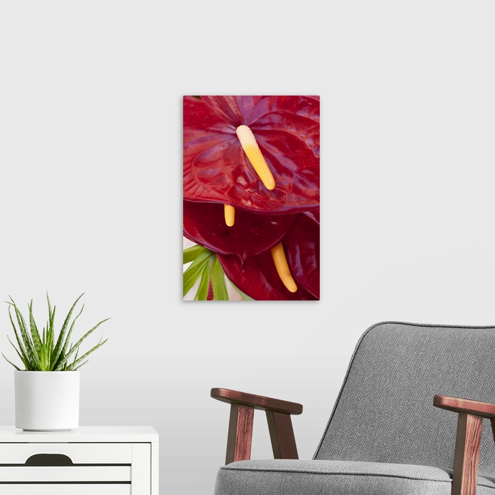A modern room featuring Bright red anthurium flowers at a farmer's market