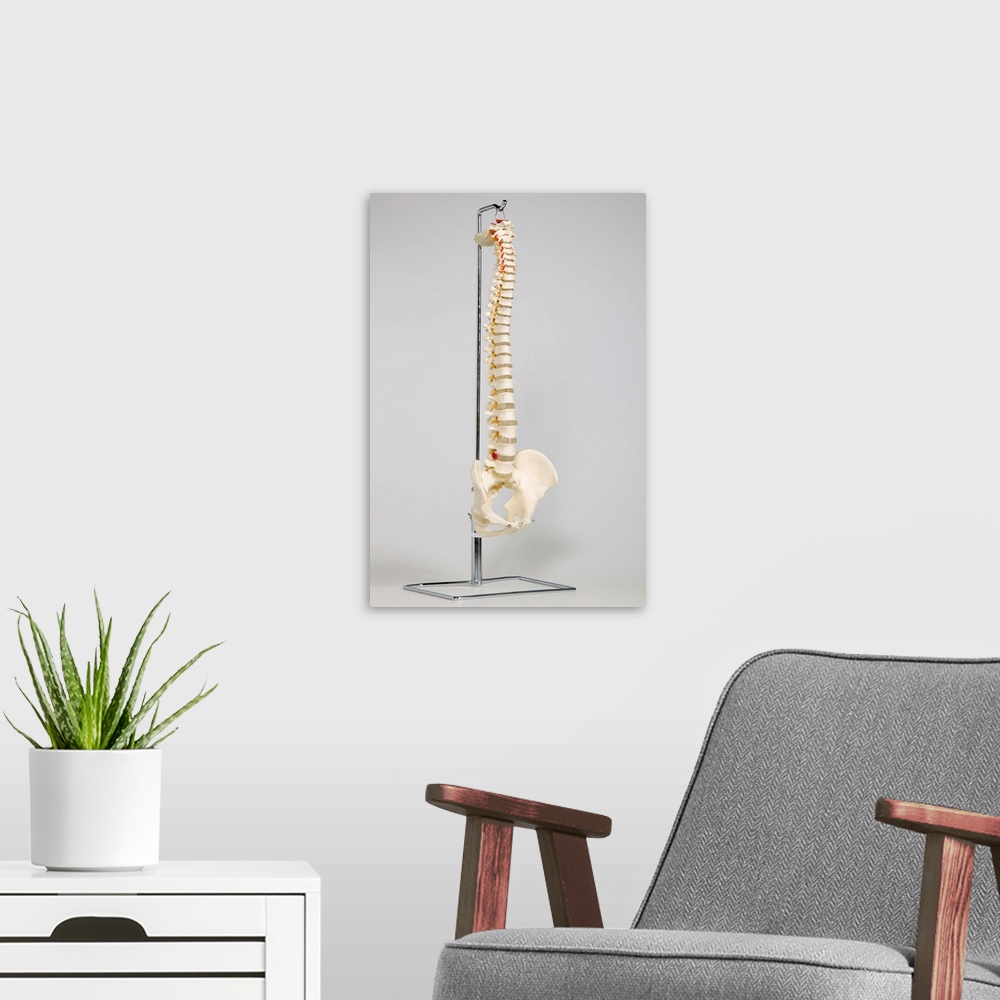 A modern room featuring Chiropractic skeleton