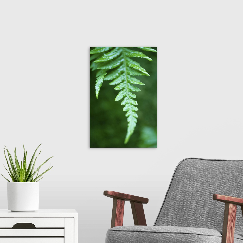 A modern room featuring Close up fern in rainforest, Canada