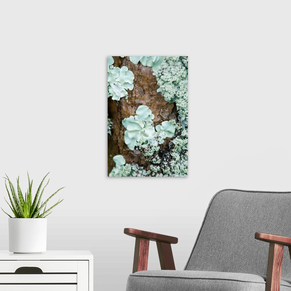 A modern room featuring Close-up of lichen growing on the trunk of a tree.