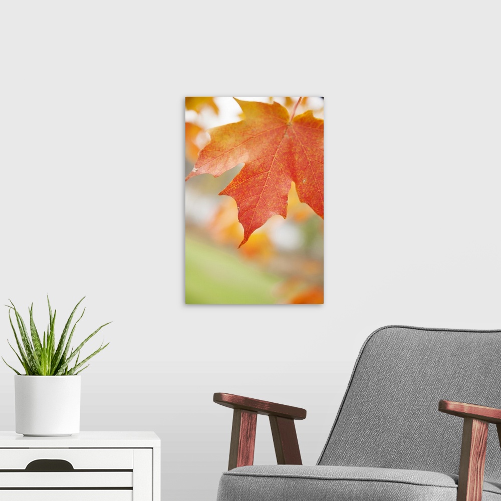 A modern room featuring Colorful autumn leaf