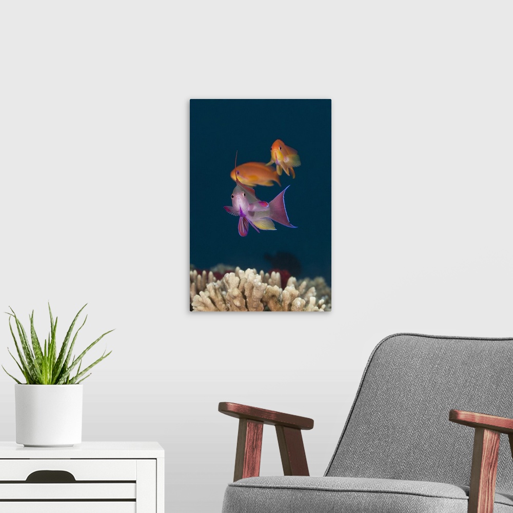 A modern room featuring Underwater Life; FISH: Colorful tropical Anthias (Pseudanthias sp.), male in foreground, females ...