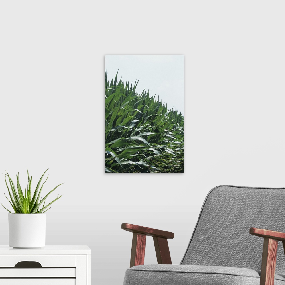 A modern room featuring Corn field